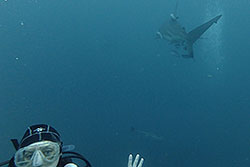 julie with shark